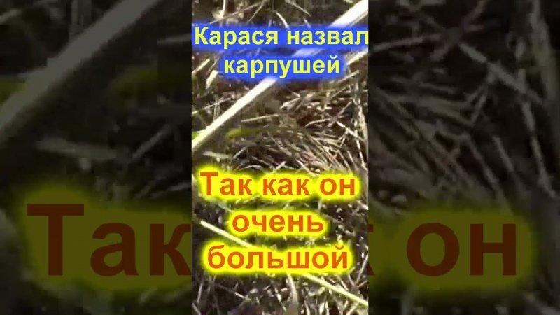 Крупный карась в сентябре на поплавок