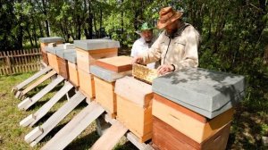 Давай! Беньямин Форстер, пчеловод в Переславле-Залесском.