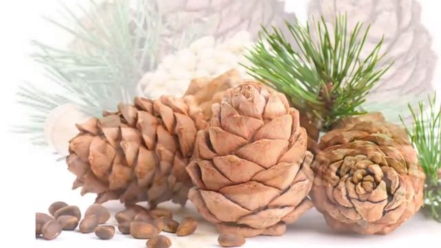 ОРЕХИ  КЕДРОВЫЕ  |  ПОЛЬЗА  КЕДРОВЫХ  ОРЕХОВ