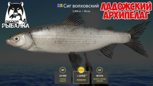 ПАЛИЯ И СИГИ НА ЛАДОЖСКОМ АРХИПЕЛАГЕ, ЕСТЬ ФАРМ! РУССКАЯ РЫБАЛКА 4 РР4