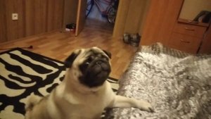 НАШЕ УТРО С МОПСОМ!!