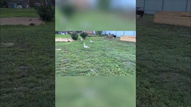 #разведениебелолобогогуся Потомство от белолобого гуся и домашней гусыни смотреть онлайн