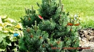 Сосна горная Колумбо (pinus mugo kolumbo) ? сосна Колумбо обзор: как сажать саженцы сосны Колумбо