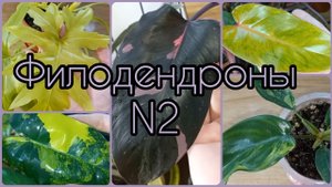 2 часть?Обзор ФИЛОДЕНДРОНОВ?Розовая Принцесса?Мэджик Маск?Бурле Макс. Селло Сатин.Расписная Леди