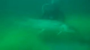 В ЭТОМ БОЛОТЕ МНОГО ЩУКИ. Атака щуки на живца. ПОДЛЁДНОЕ ВИДЕО. Зимняя рыбалка на жерлицы