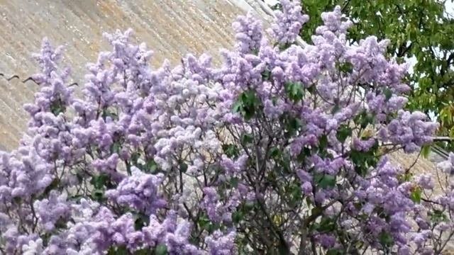 А вы знали? Сирень - приметы и лечебные свойства.