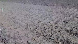 Осеннее внесение Стомпа 330 по чесноку, когда участок сильно загрезнен сорняками. Сравнение весной.