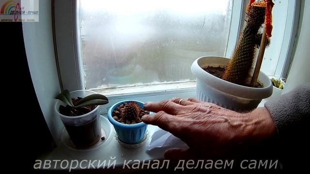 Домашние кактусы.Как пересадить кактус в горшок.Размножение кактусов детками.Potted Cactus