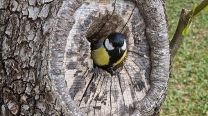 Синичка живёт в нашей груше. #синичка #гнездосинички