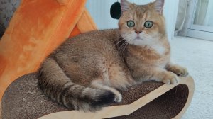 Очаровательный шотландский кот играет на новой когтеточке