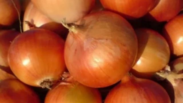 Сорт репчатого лука Глобус - Лучшее зимнее хранение