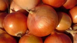 Сорт репчатого лука Глобус - Лучшее зимнее хранение