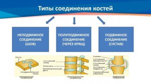 ІІІ четверть, биология  8 класс  Типы соединений костей неподвижное, полуподвижное, подвижное