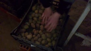Картофель на продажу