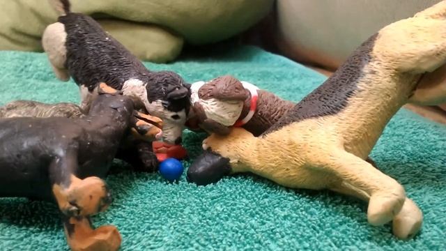 Длинношерстный чихуахуа из пластилина смотреть онлайн