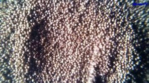 ЯЙЦА АРТЕМИИ САЛИНА. УВЕЛИЧЕНО. Artemia salina eggs