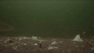 Подводная камера. Хитрая селигерская плотва