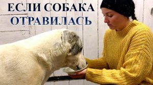 ЧТО ДЕЛАТЬ ЕСЛИ СОБАКА СЪЕЛА МУСОР ИЛИ ОТРАВИЛАСЬ. ЧТО ДАТЬ СОБАКЕ ОТ АЛЛЕРГИИ И ОТРАВЛЕНИЯ