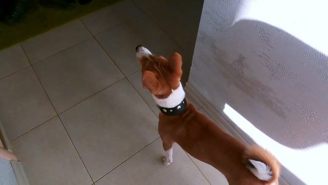 Реакция Басенджи Смарта на Чужого смотреть онлайн