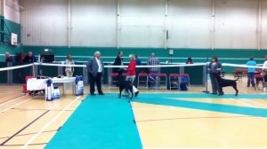 Dobermann Satchmo in the show ring NECDS