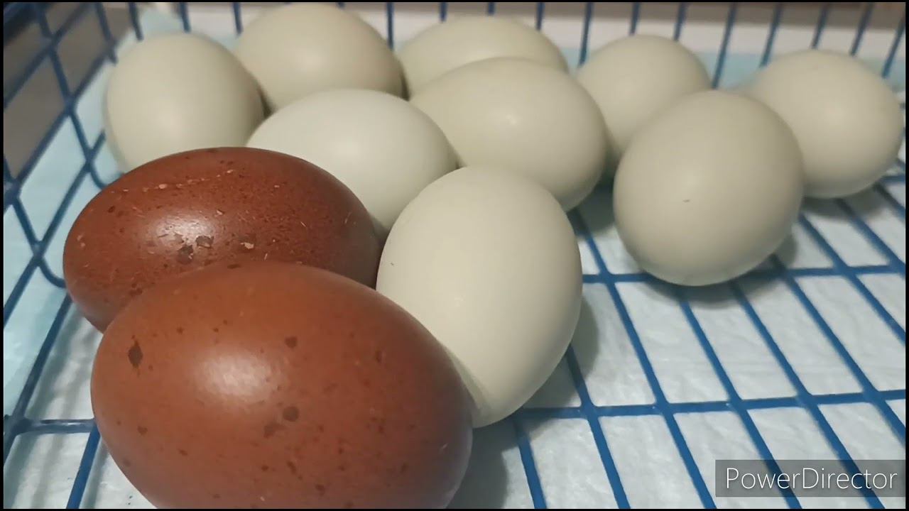 Эксперимент. Что получится? смотреть онлайн