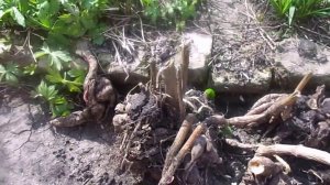 Хранение, подготовка  и посадка клубней однолетних и многолетних георгин