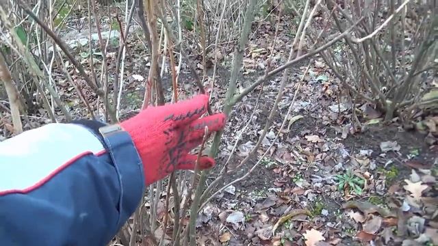 Как обрезать смородину. Обрезка смородины осенью, весной.
