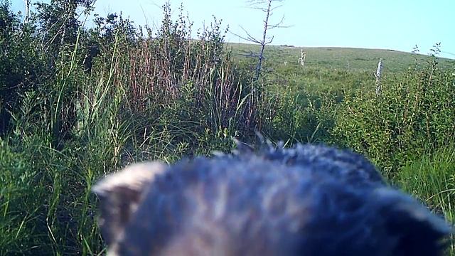 Барсук нюхает фотоловушку смотреть онлайн