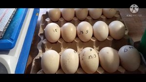 Сбор и хранение инкубационного яйца Мускусной утки