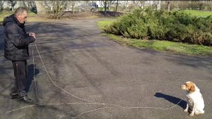 Как научить собаку прибегать к хозяину по свистку?