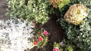 Обзор цветников №11 (08.09.2018). Гортензии, хризантемы, гейхеры, хосты и другие цветы