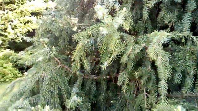 Пробуждение спящих почек - условие успеха обрезки хвойных