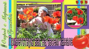 Подвязка Помидор. 2 способа Как Подвязать Томаты в Открытом Грунте