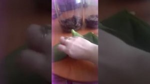 Алое или столетник для орхидеи