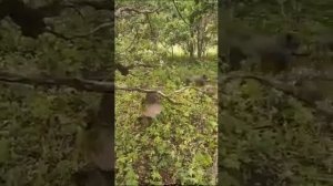 как спастись от кабанов, когда их очень много