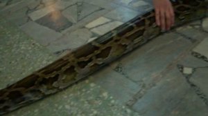 Прекрасная зеленая анаконда