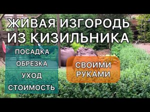 Замена самшита. Живая изгородь из кустарника. Кизильник блестящий. Дневник садовода