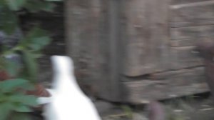 Сергеич свое дело знает! ГОЛУБИ ЛЕТЯТ!