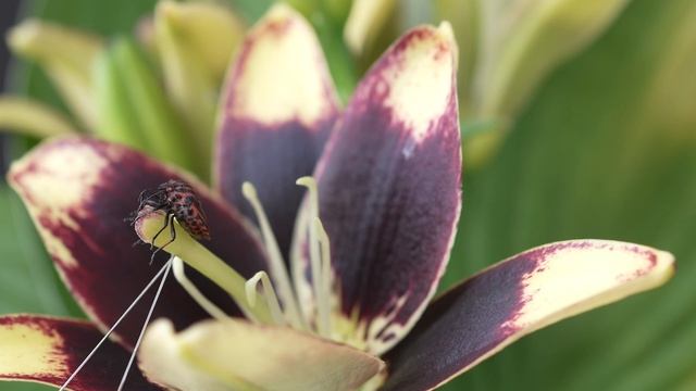 Фокус стекинг с использованием макроколец и макромехов