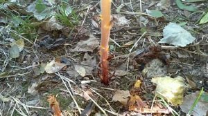 ЗАРАЗИХА ПОДСОЛНЕЧНАЯ. Orobanche cumana.Афродизиак.