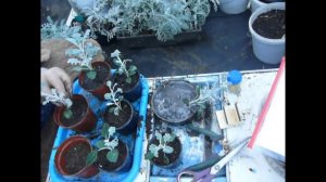 36. Черенкование гелиотропа и цинерарии приморской.