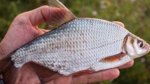 99% речных рыб которые похожи друг на друга!