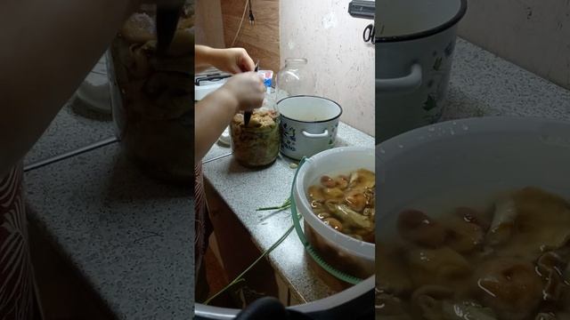 Солю волнушки бабушкиным способом смотреть онлайн