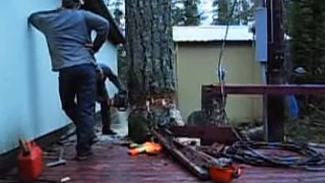 Повезло. Как не надо пилить дерево.Lucky. It is not necessary to cut the tree