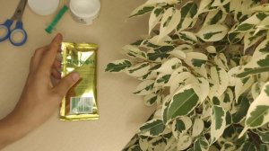 Паутинный клещ на фикусе. Лечение. Биопрепараты инсектециды от паутинного клеща. Актофит. Фироверм