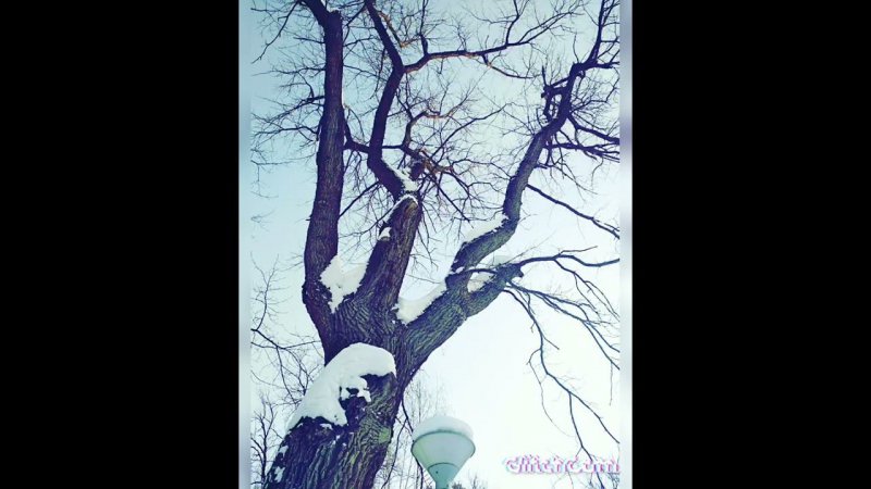 trees  of the forest ️️️деревья в лесу