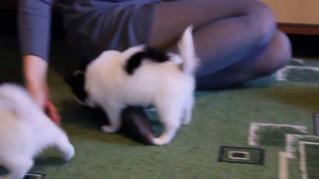 Щенок папийона. 45 дней. Эзра