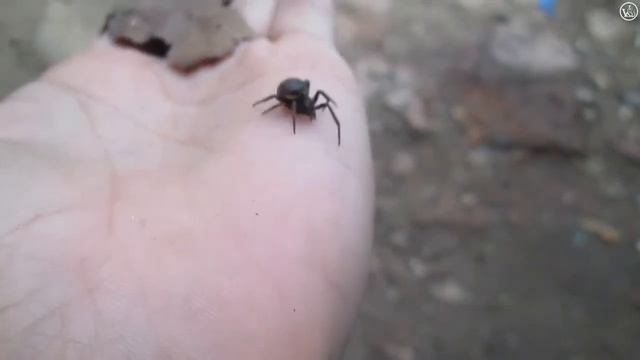 Стеатода Пайкулля или ложный каракурт - Steatoda paykulliana смотреть онлайн