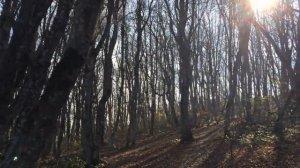 Экстрим по горным дорогам и лесу к горе Собербаш.