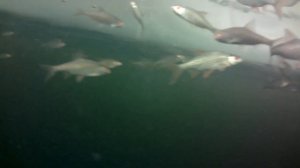 ЗАМОР НА ОЗЕРЕ. КАК ВЫГЛЯДИТ ЗАМОР. ГОРИТ ОЗЕРО 5 ДЕНЬ. ПОДВОДНАЯ СЪЕМКА ЗАМОРА РЫБЫ. НА РЫБАЛКЕ